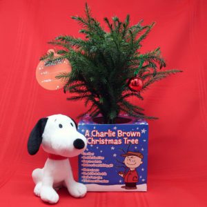 Live Charlie Brown Christmas Tree from Costa Farms