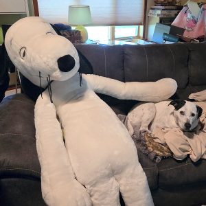 Giant Snoopy plush stuffed animal reclining on a sofa next to a small white and black dog.