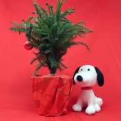 Out of the box - Live Charlie Brown Christmas Tree